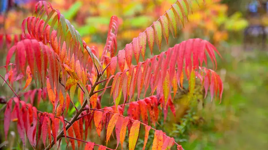 Podzimní listy škumpy ocetné