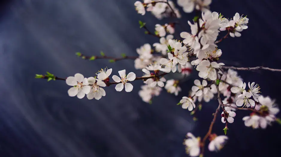 Větvičky rozkvetlých barborek Větvičky rozkvetlých barborek