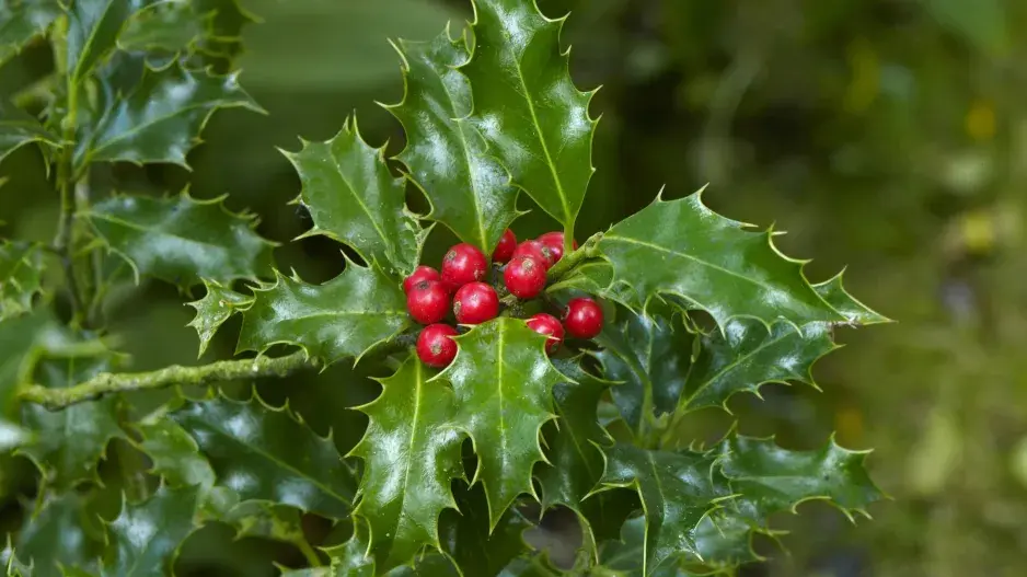 Kvíz Vánoce Cesmína