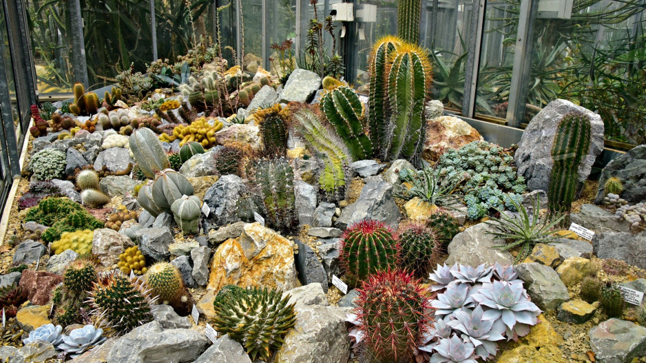 Sbírka kaktusů v zahradě Na Slupi