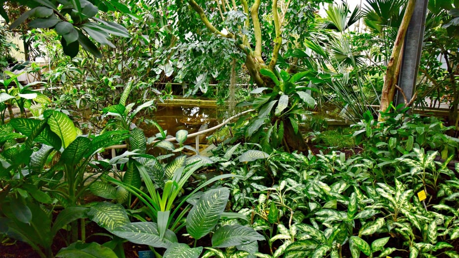 Rostliny tropických pralesů