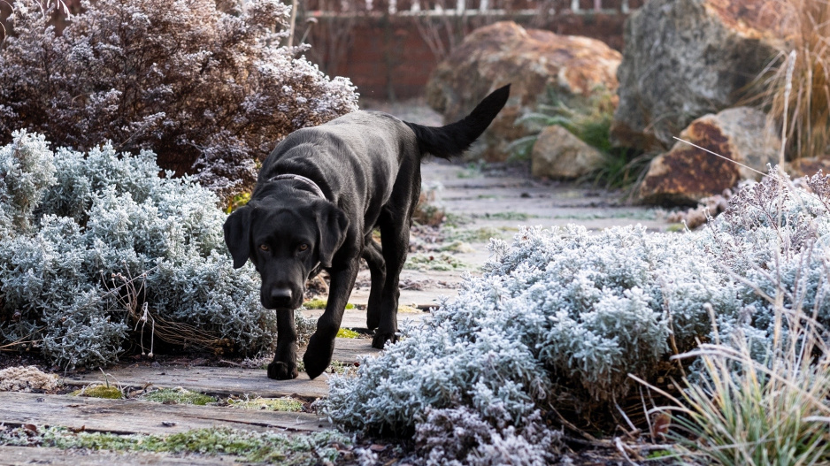 Černý pes v zimní zahradě