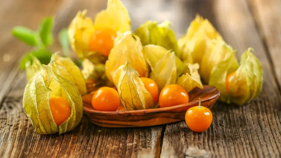 Bobule a kalichy mochyně peruánské