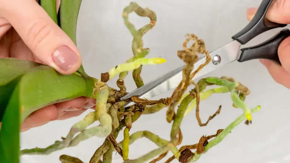 orchidej strihani korenu