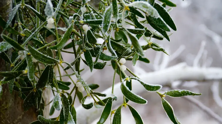 Ojíněné jmelí na zahradě