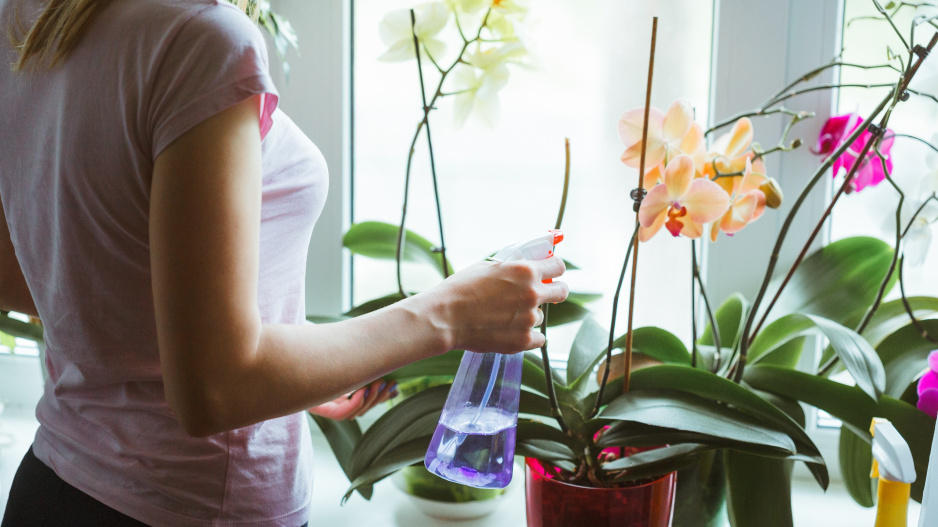 orchidej rosení