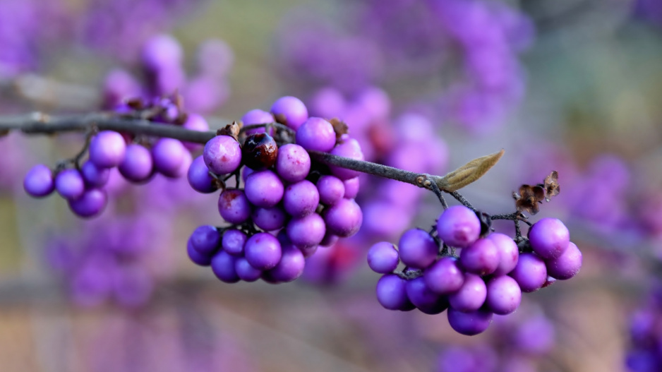 Fialové plody krásnoplodky Bodinierovy