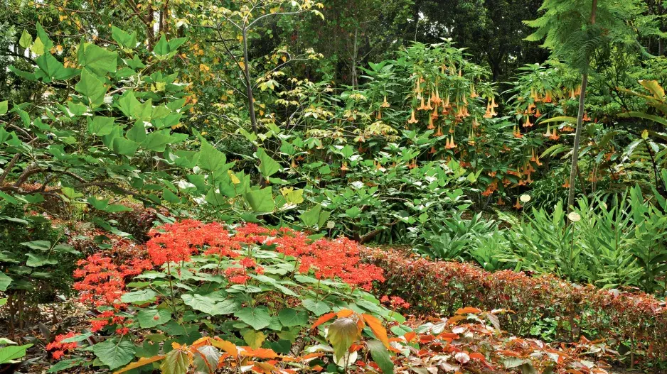 Aklimatizační zahrada La Orotava Aklimatizační zahrada La Orotava
