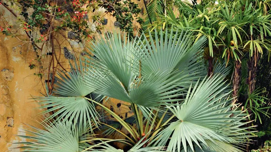 Aklimatizační zahrada La Orotava Aklimatizační zahrada La Orotava