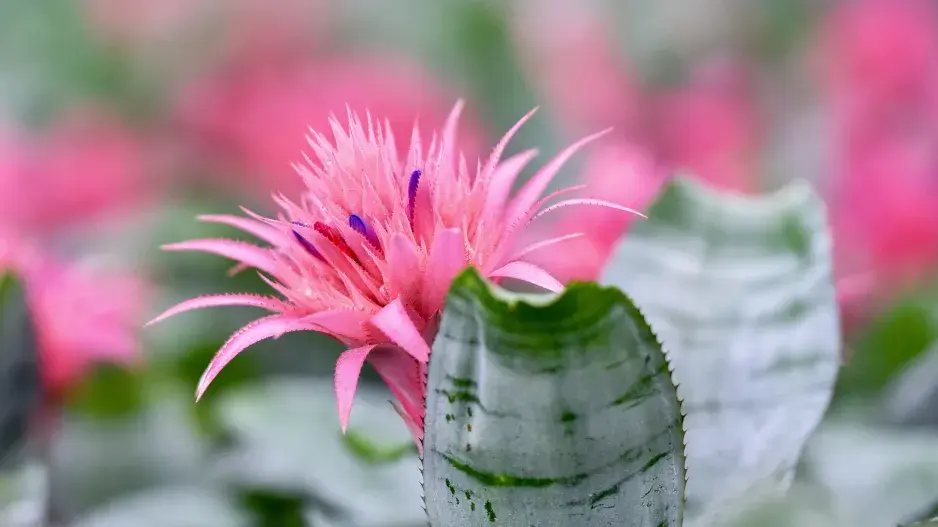 Echmea svazčitá (Aechmea fasciata) Echmea svazčitá (Aechmea fasciata)