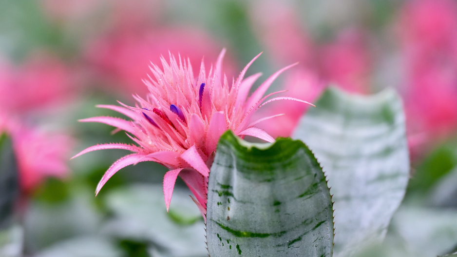 Echmea svazčitá (Aechmea fasciata)