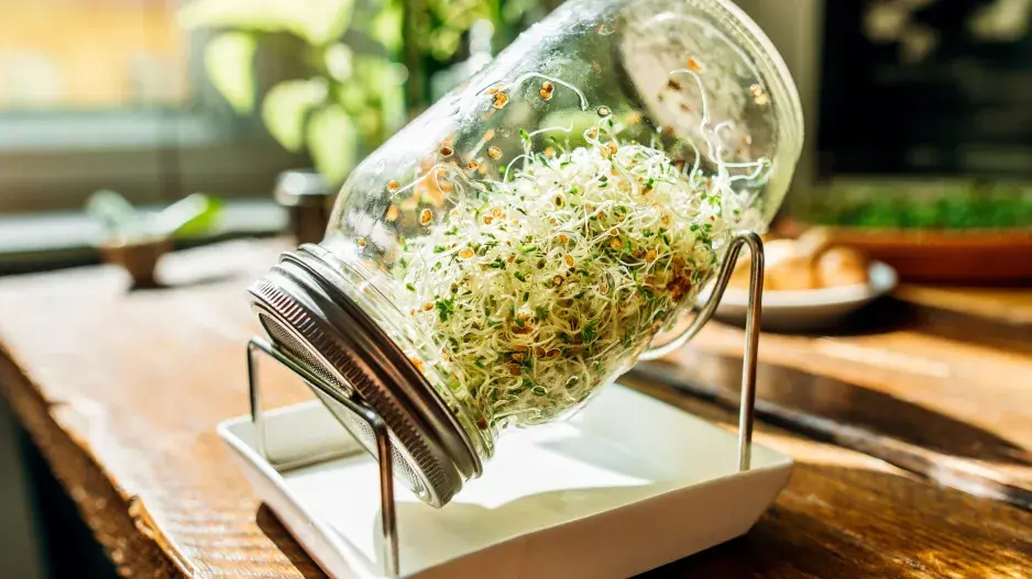 Sklenice s naklíčenými semeny