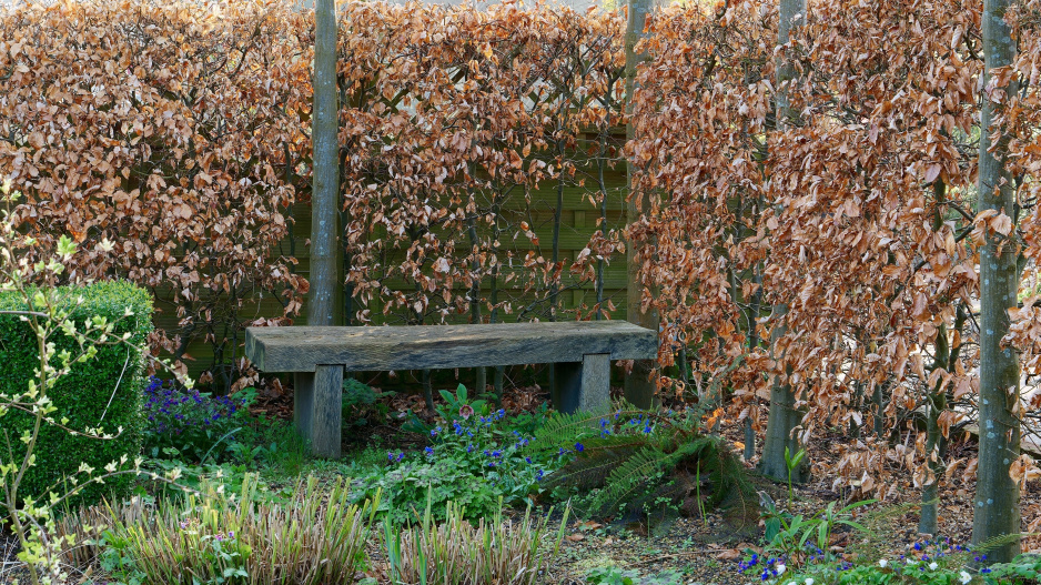 Habrový živý plot