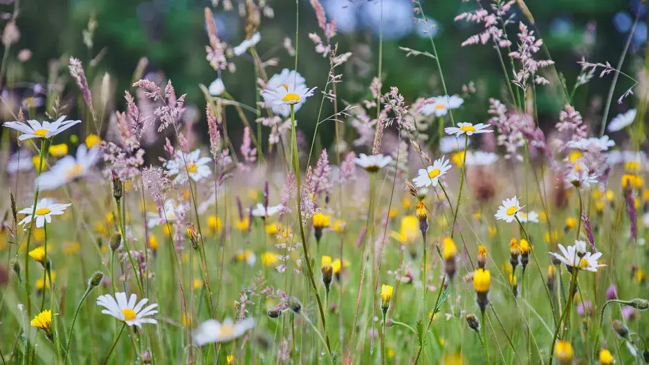Rozkvetlá luční louka