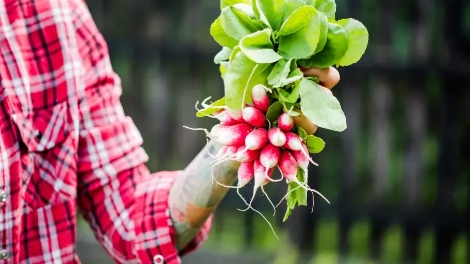 Domácí ředkvičky