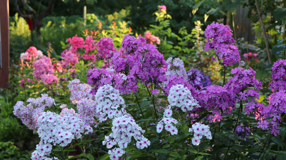 Phlox