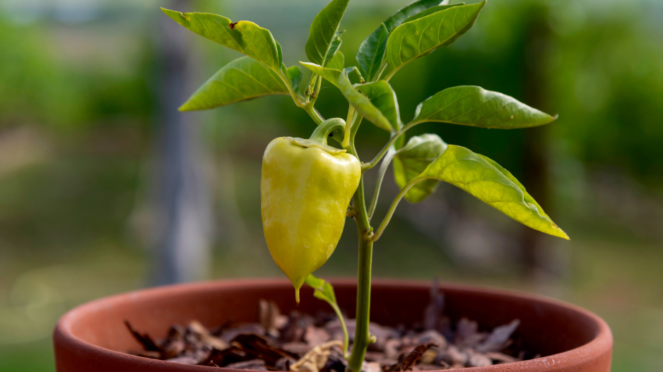 Paprika v květináči