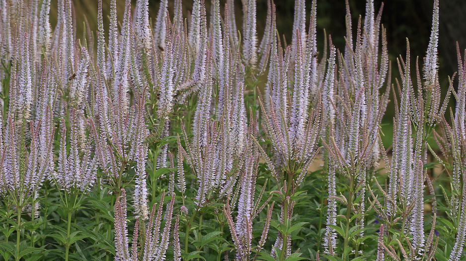 Veronicastrum