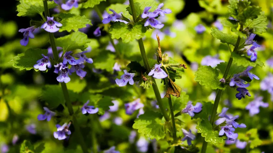 Popenec břečťanovitý