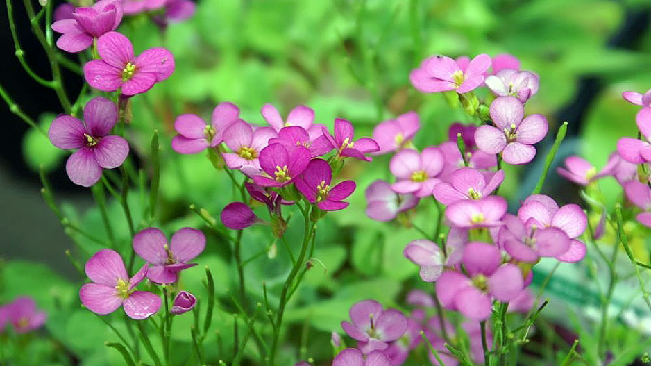 Tařice (Arabis)