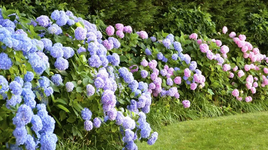 živý plot z hortenzií