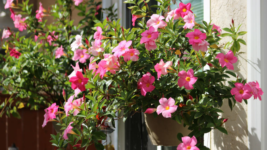 Mandevilla