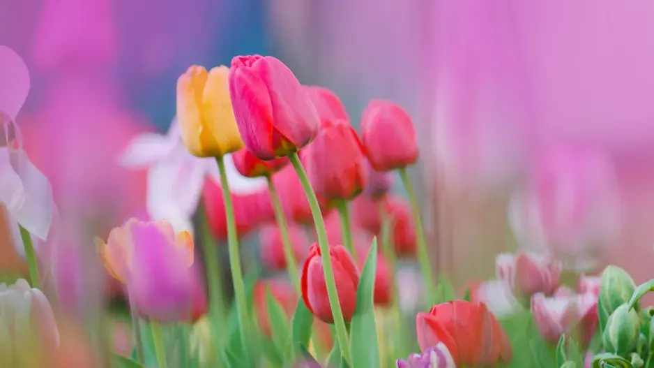 Co s odkvetlými tulipány (a jinými cibulovinami), aby za rok zase krásně vykvetly: hlavně jim teď nestříhejte listy