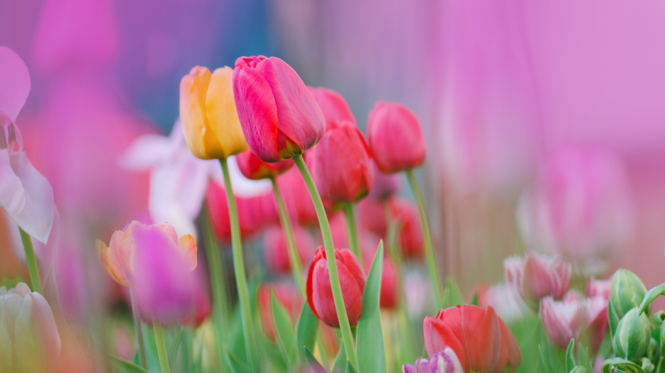 Co s odkvetlými tulipány (a jinými cibulovinami), aby za rok zase krásně vykvetly: hlavně jim teď nestříhejte listy