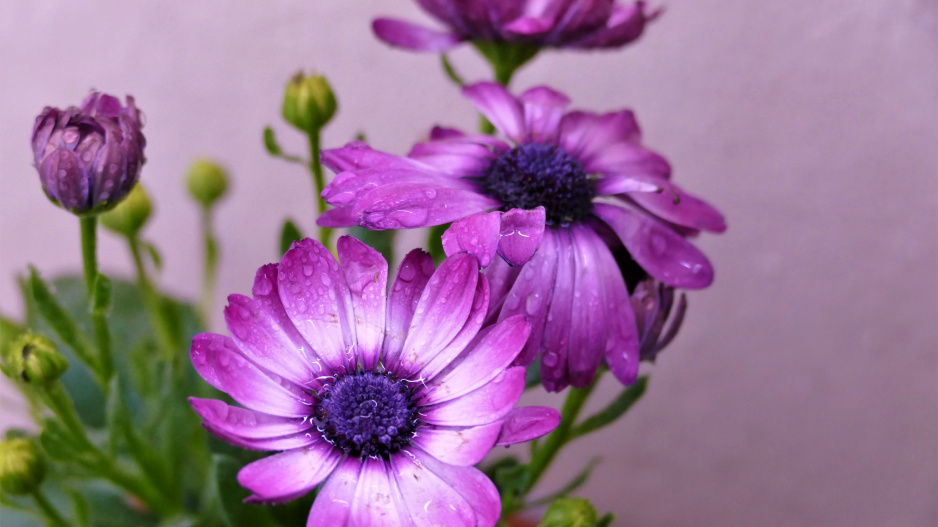 Osteospermum