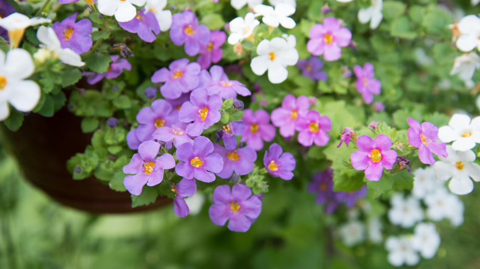 Bacopa