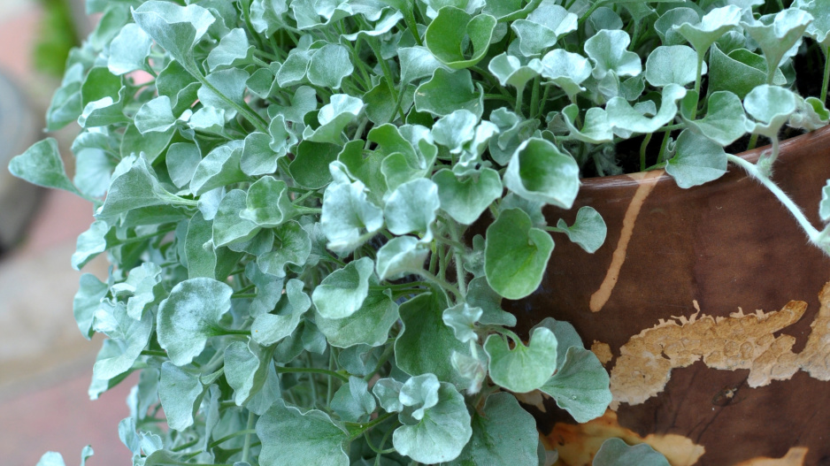 Dichondra argentea aneb stříbrný déšť