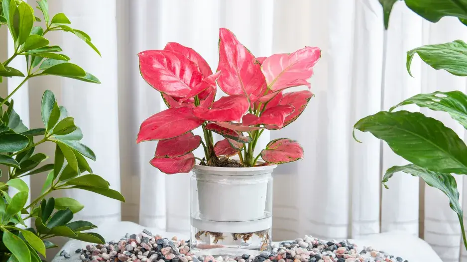 Pokojové rostliny jako čístičky vzduchu