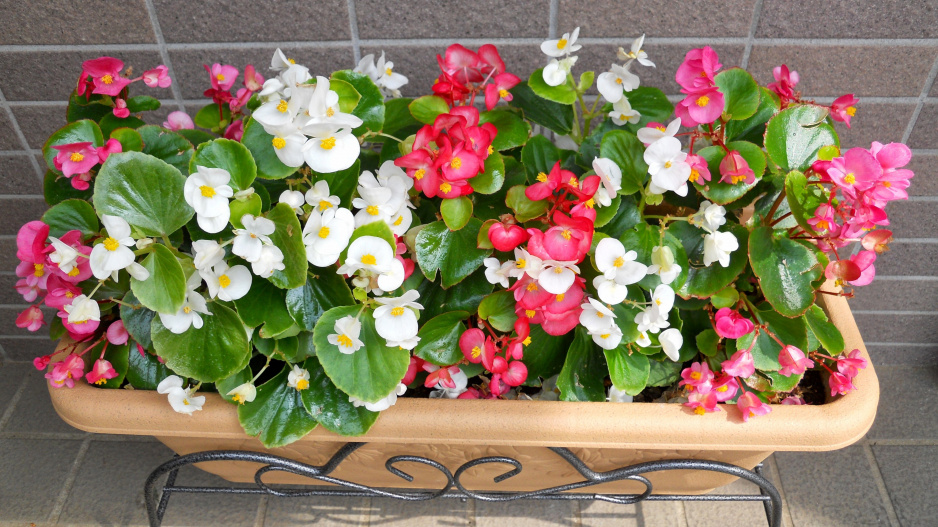 Begonia semperflorens