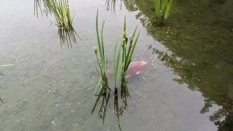Rybník s ostrůvkem je domovem mnoha ryb
