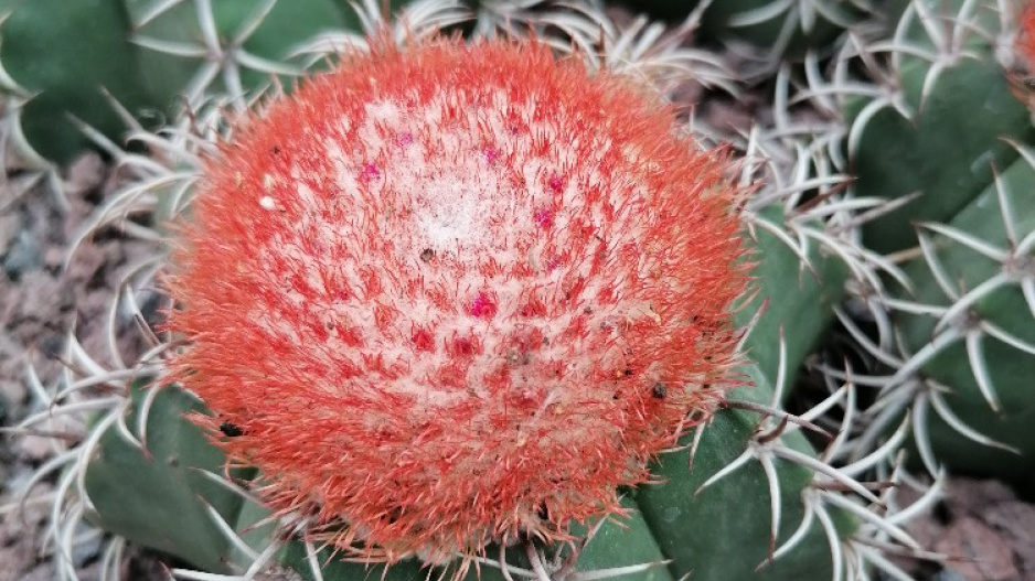 Melocactus matanzanus