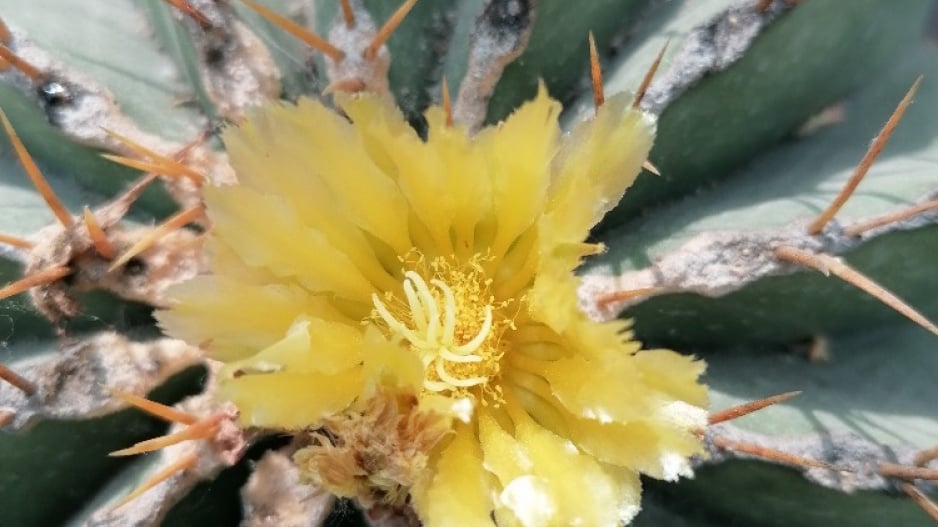 Trny nás často od pěstování kaktusů odrazují