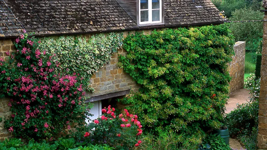 Nejkrásnější popínavé dřeviny