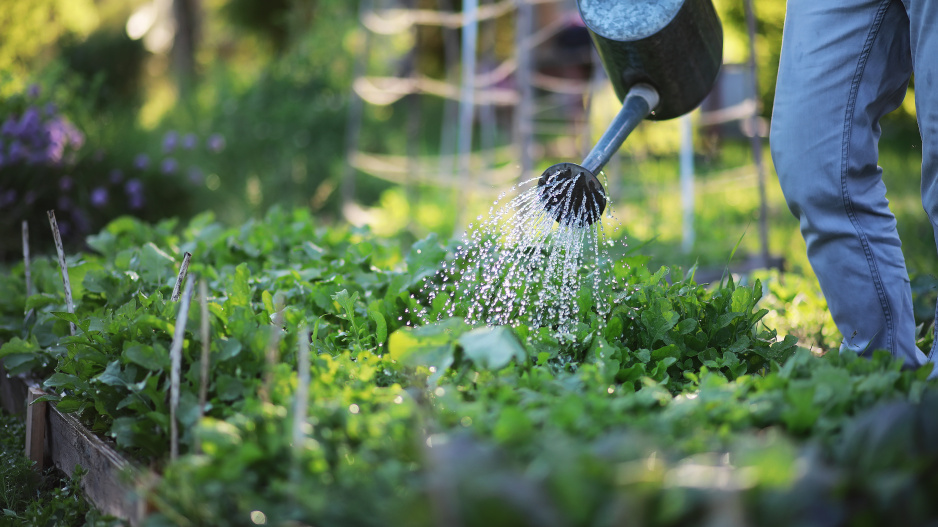 5 tipů  na zalévání, které můžete aplikovat hned a vaše zelenina poroste jak blázen i v tom největším suchu