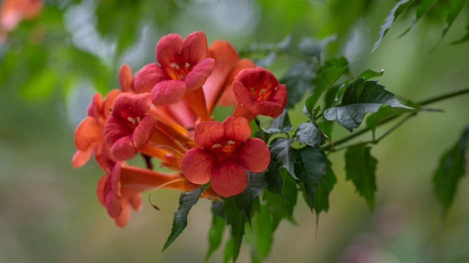 Květy trubače bývají v odstínech červené, oranžové a žluté barvy