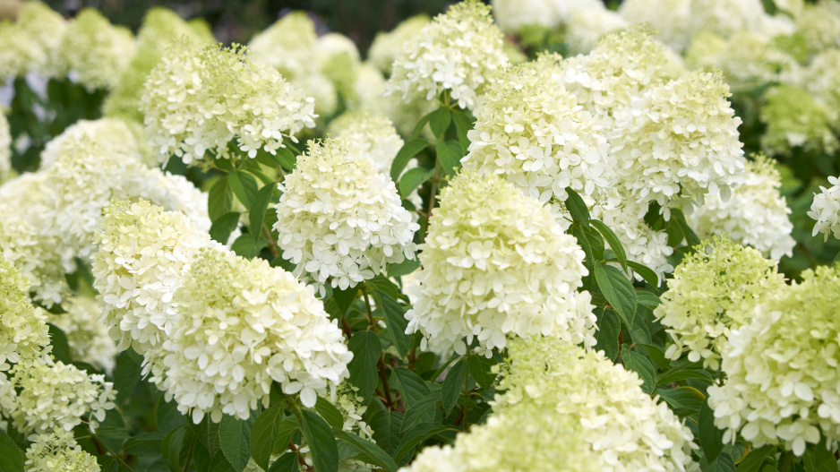 Hortenzie latnatá kultivar ´Grandiflora´