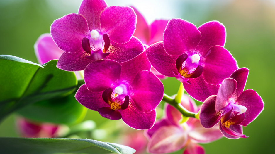 Phalaenopsis