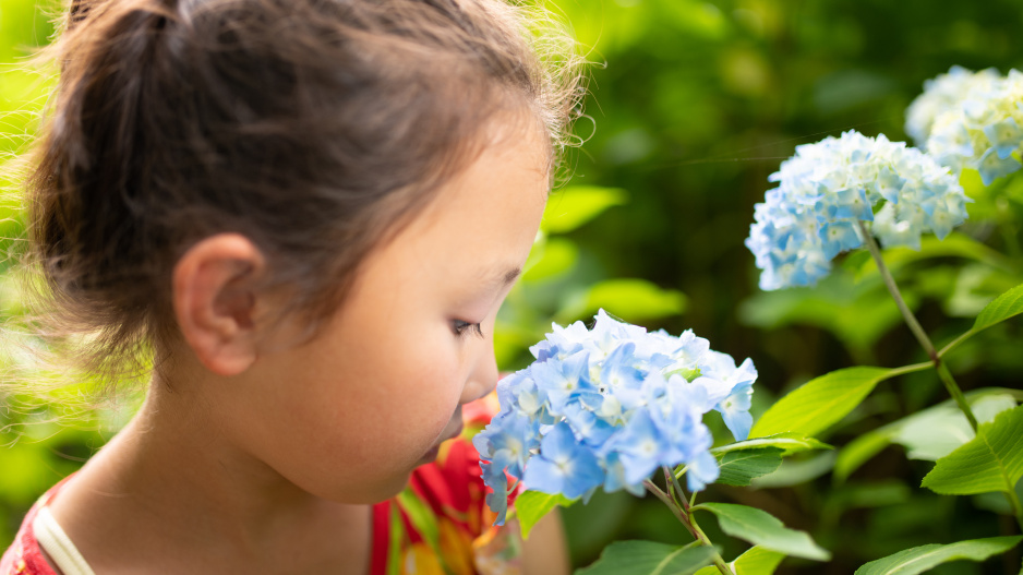 Hortenzie s modrými květy jsou obzvlášť oblíbené