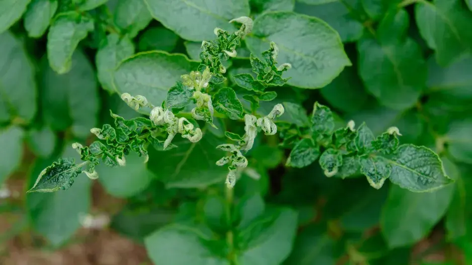 Zkroucené listy rajčat