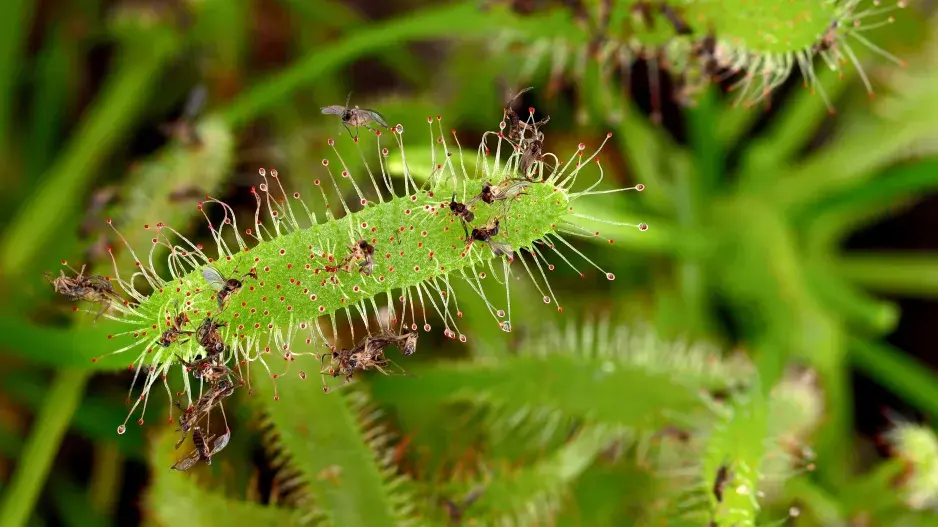 Rosnatka se svojí kořistí