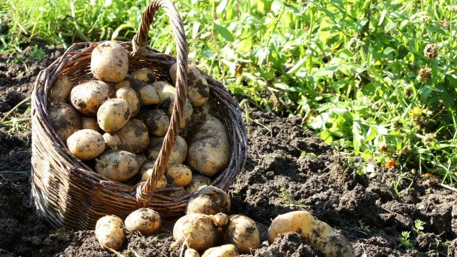 Sklizeň brambor