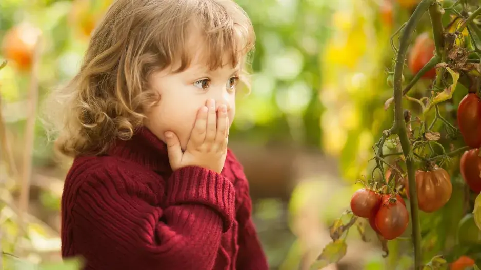 Phytophthora infestans na rajčatech
