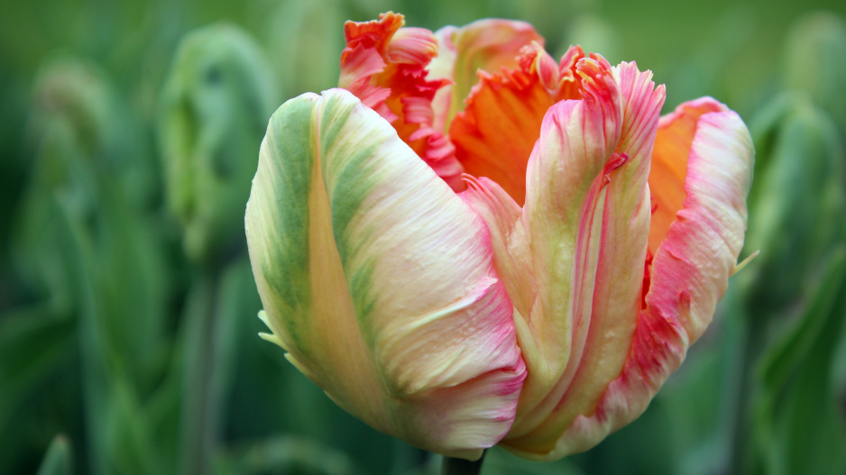 Papouškovité tulipány