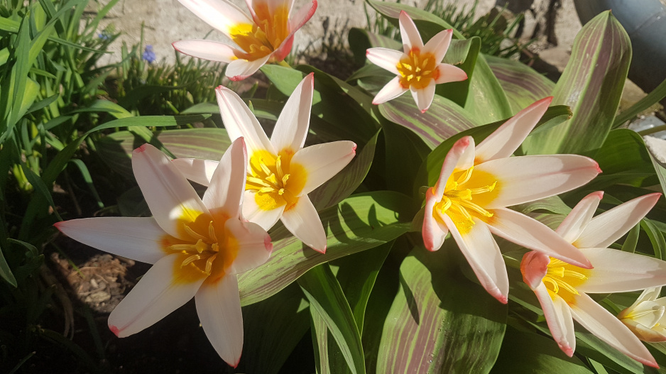 Kaufmannovy tulipány