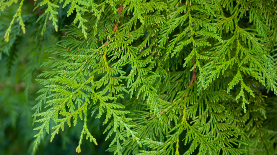 Thuja plicata  -zerav řasnatý