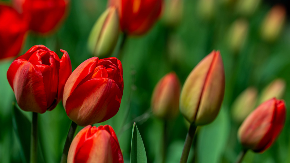 Jednoduché tulipány